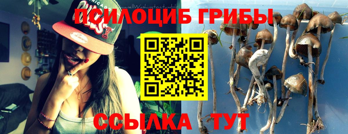 Псилоцибиновые грибы Cubensis  Вход с VPN  Зеленогорск  Галлюциногенные грибы ЛСД 